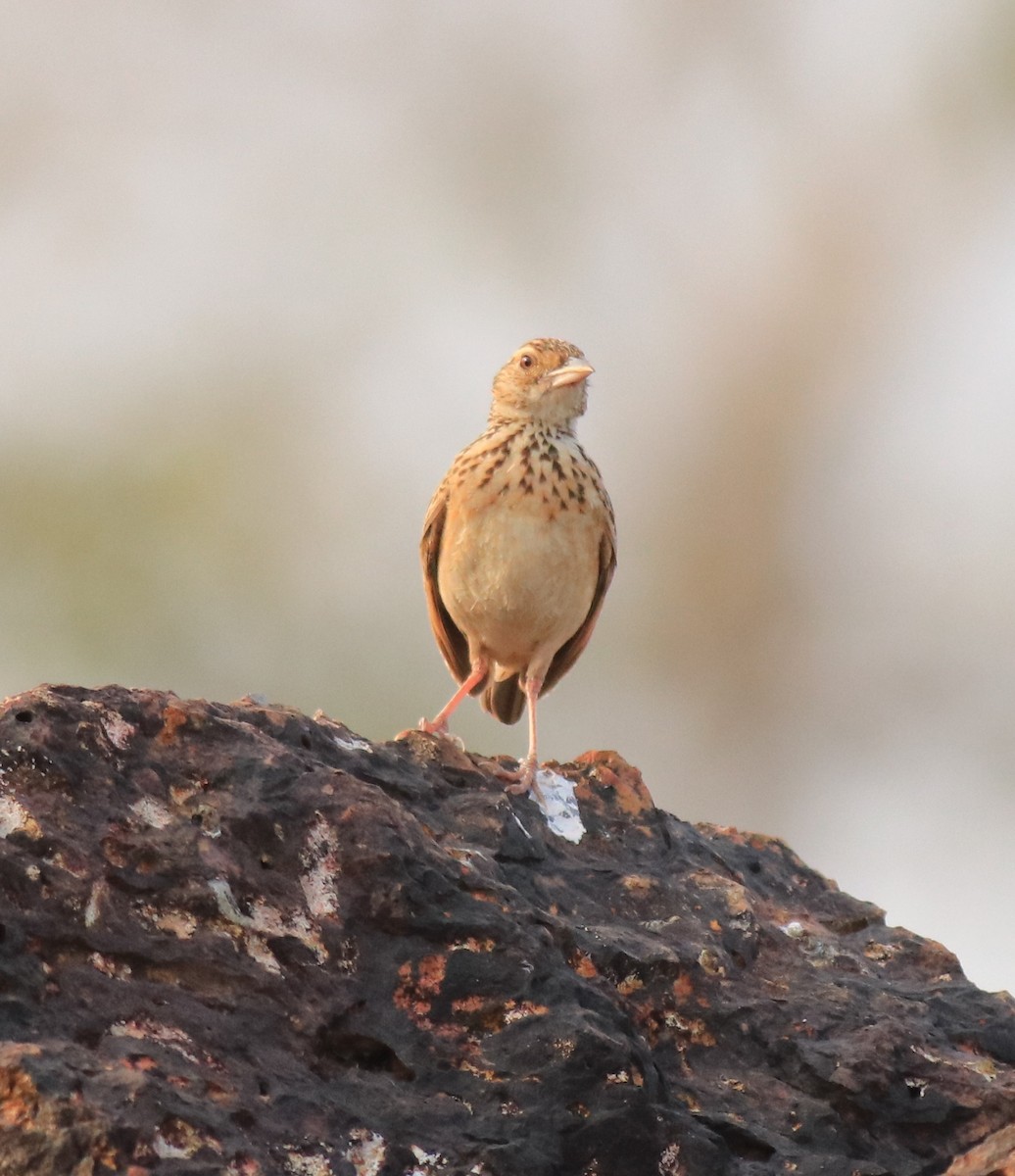 Jerdon's Bushlark - ML623793869