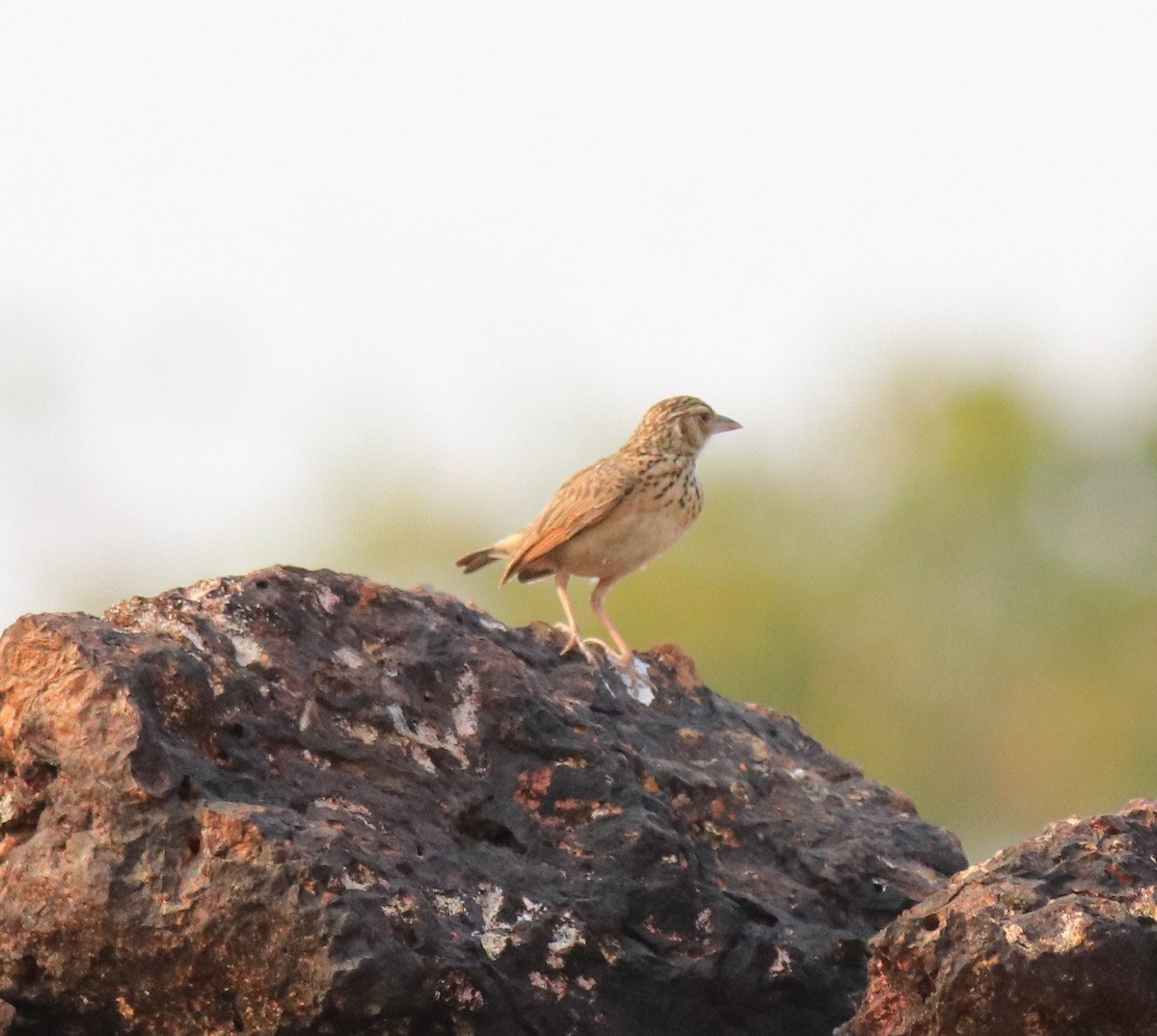 Jerdon's Bushlark - ML623793870