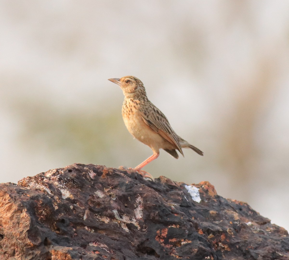 Jerdon's Bushlark - ML623793871