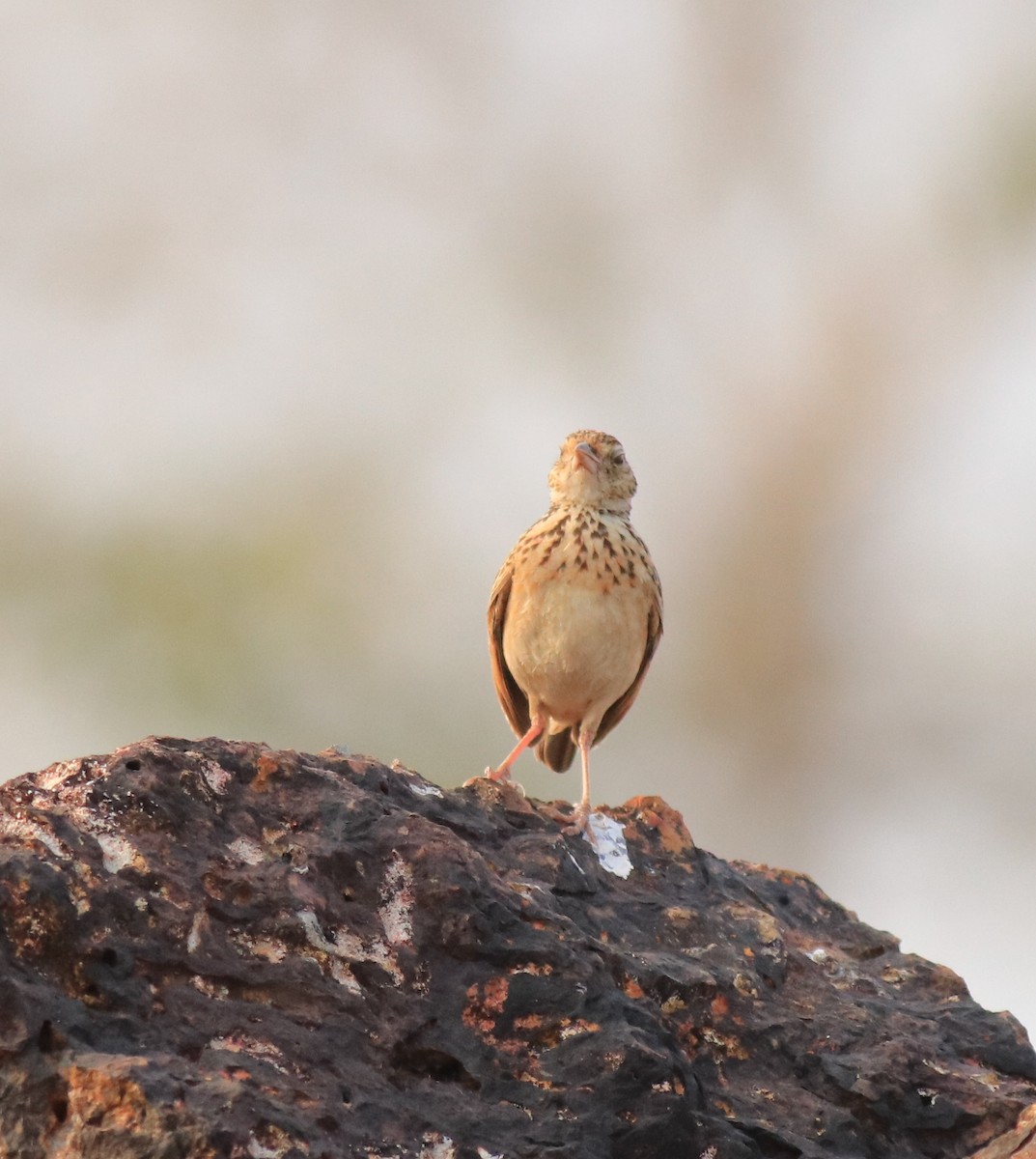 Jerdon's Bushlark - ML623793872