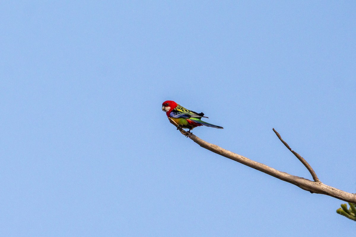 Eastern Rosella - ML623793899