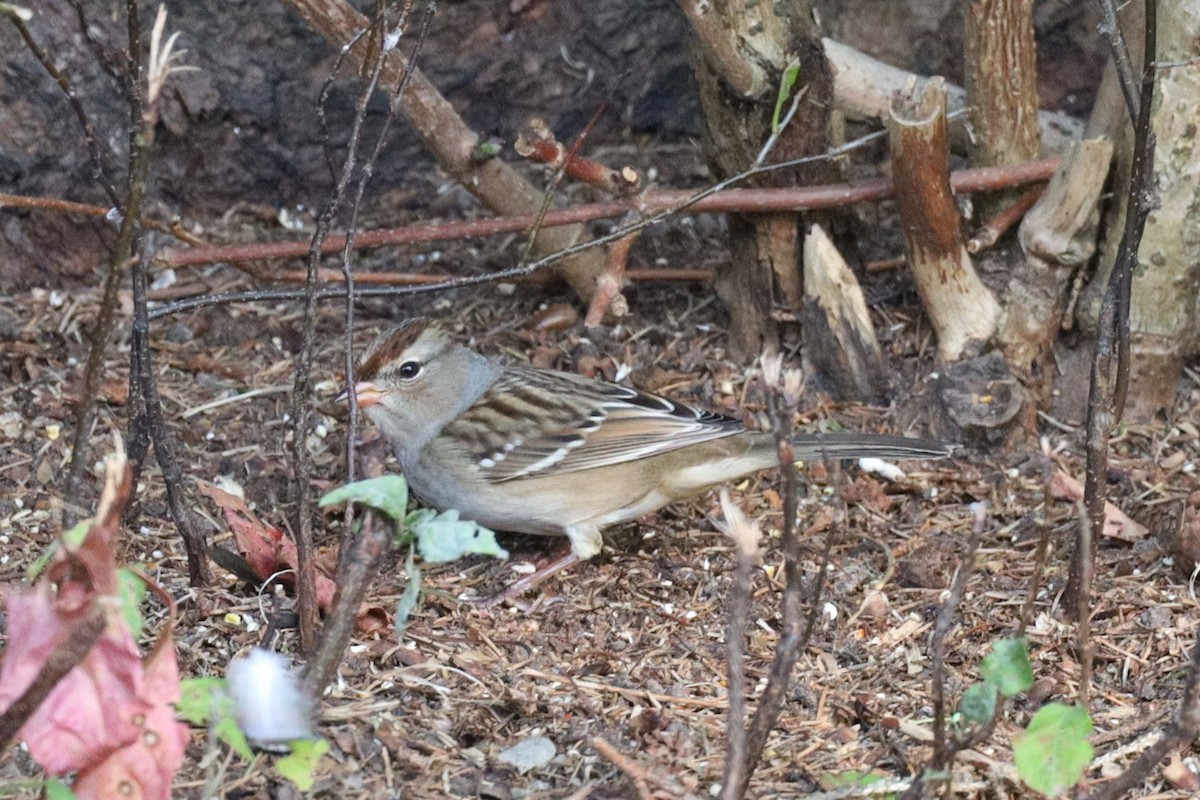 White-crowned Sparrow - ML623793900