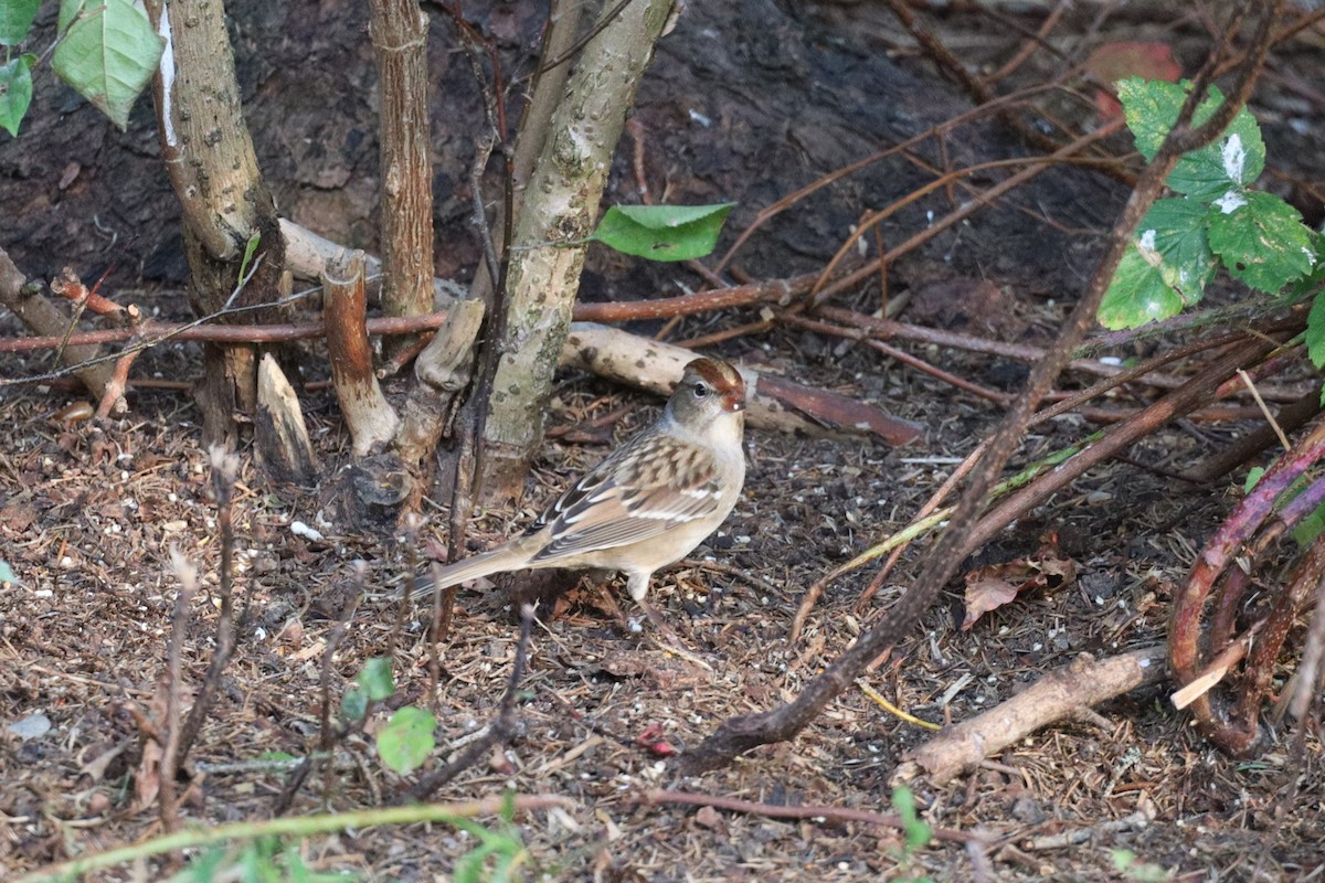 White-crowned Sparrow - ML623793901