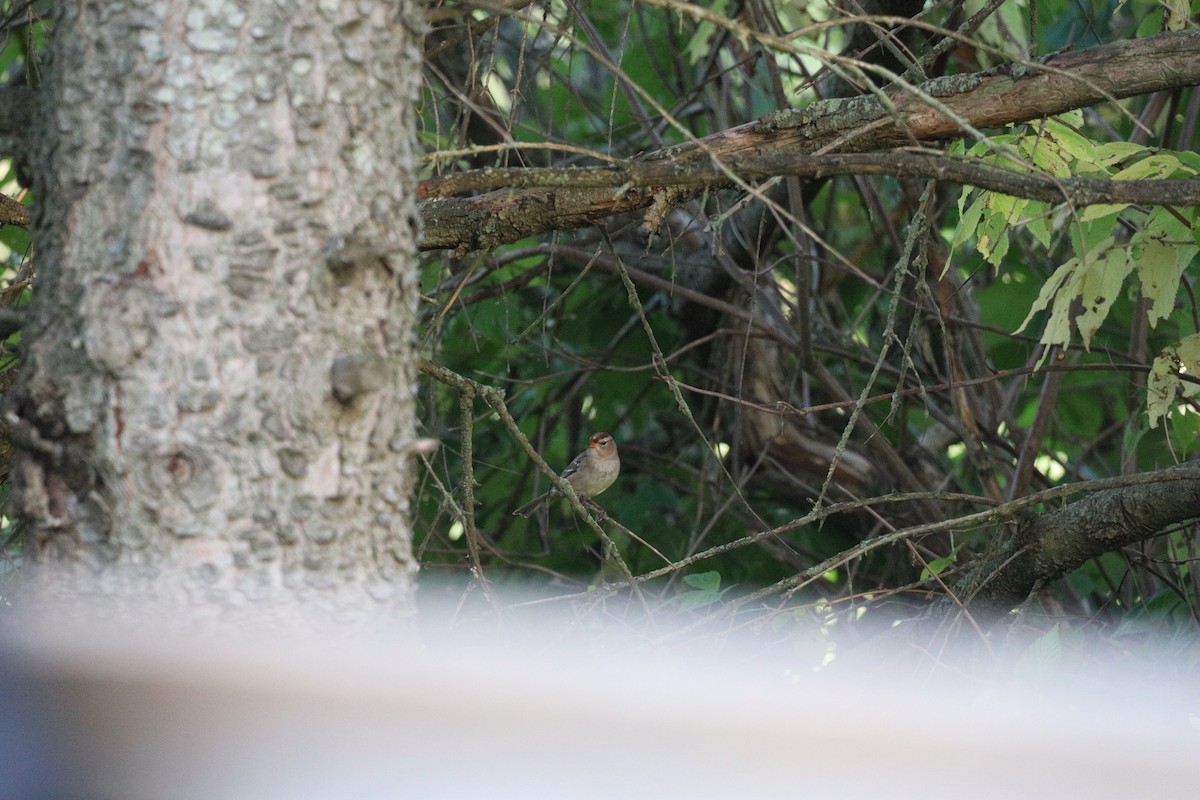 White-crowned Sparrow - ML623793903