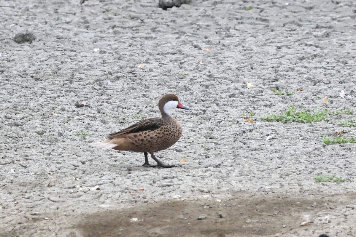 White-cheeked Pintail (White-cheeked) - ML623793905