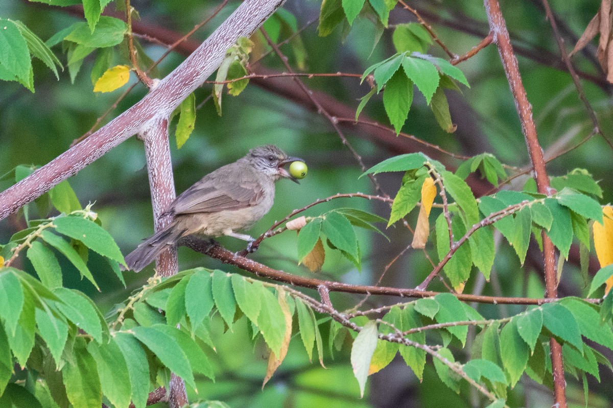 Streak-eared Bulbul - ML623793916