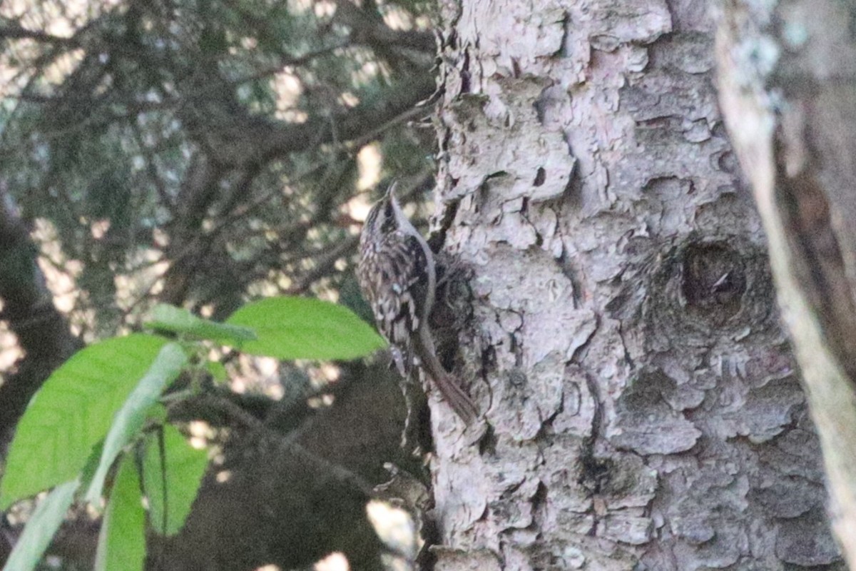 Brown Creeper - ML623793960