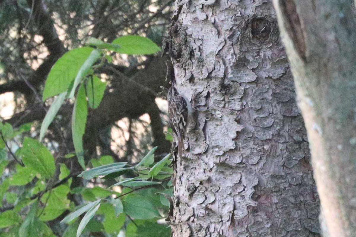 Brown Creeper - ML623793962