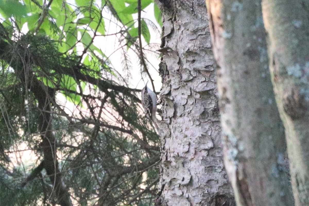 Brown Creeper - ML623793963