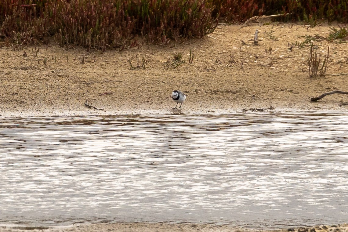 White-fronted Chat - ML623793990