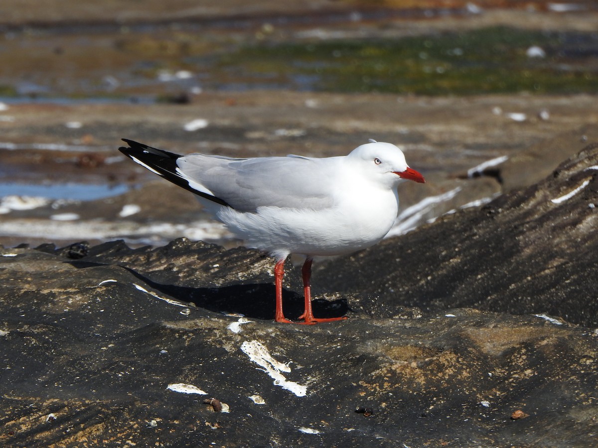 Gaviota Plateada - ML623793992