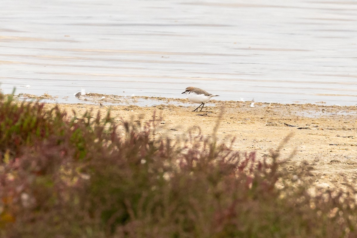 Red-capped Plover - ML623793994