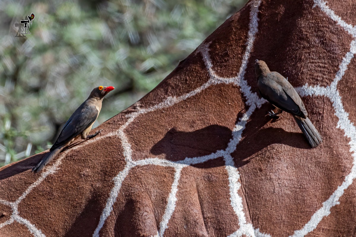 Red-billed Oxpecker - Uday Agashe