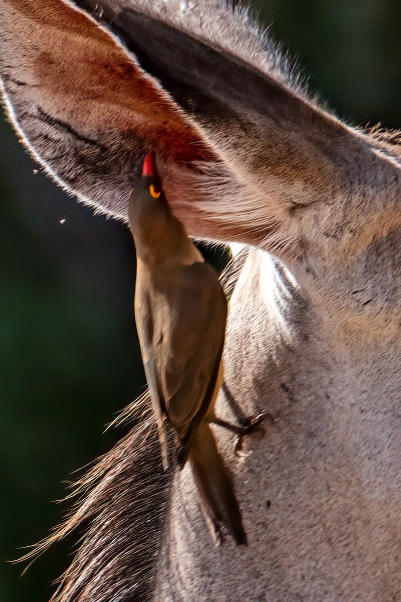 Red-billed Oxpecker - ML623794008