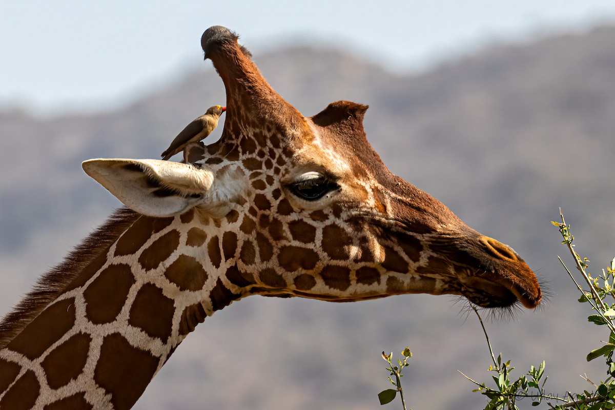 Red-billed Oxpecker - ML623794009