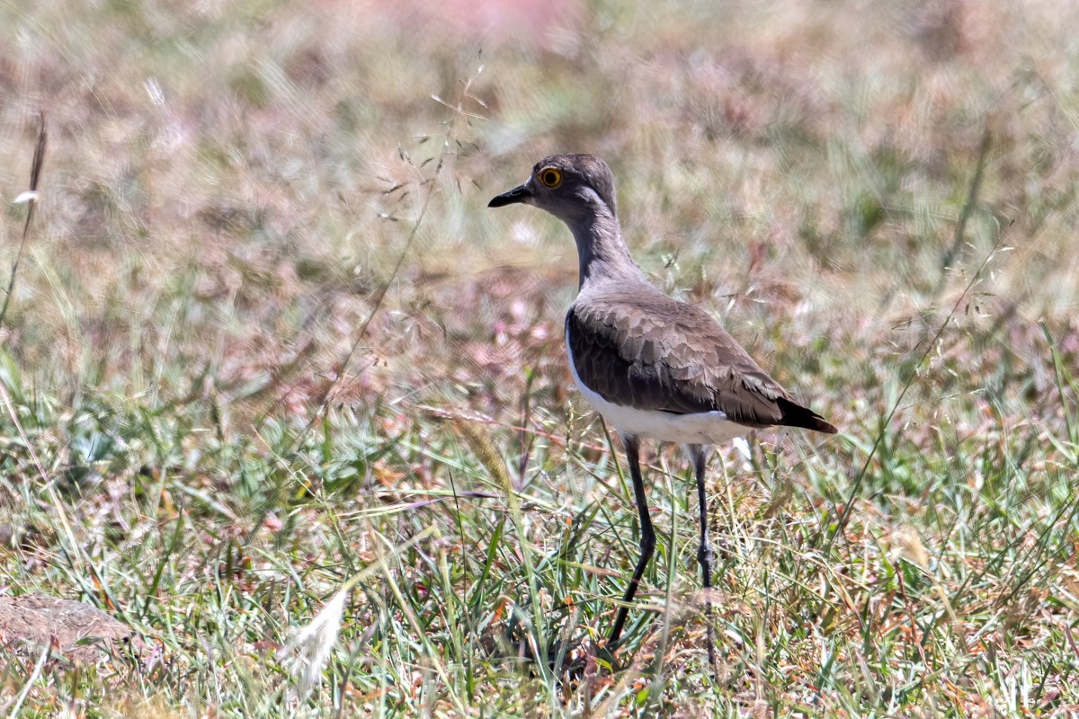 Black-winged Lapwing - Uday Agashe