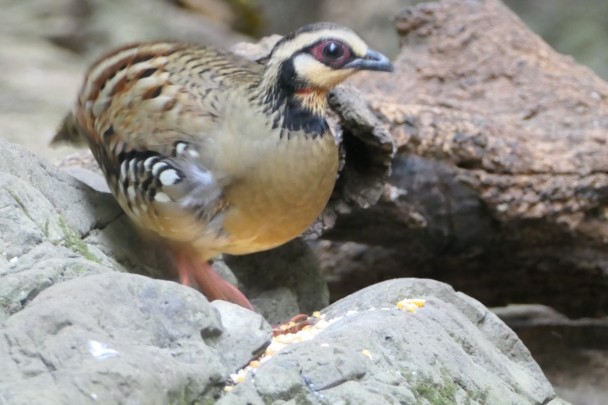 Bar-backed Partridge - ML623794068