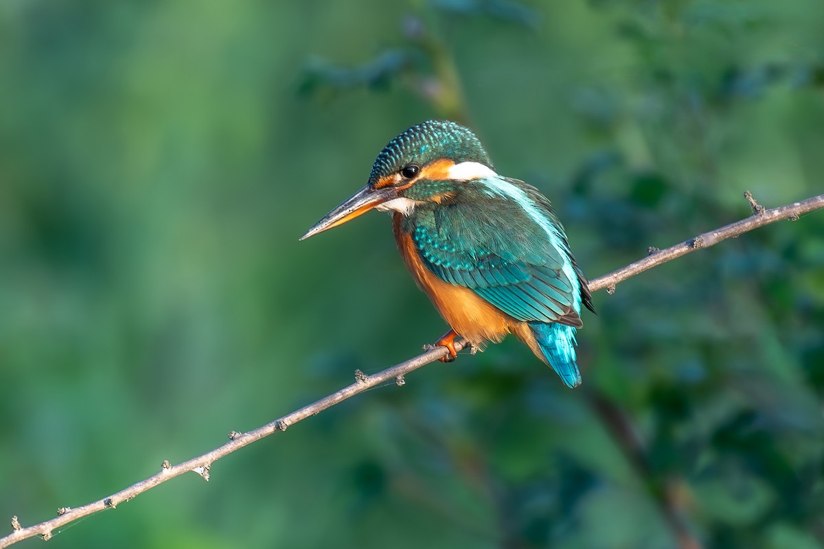 Common Kingfisher - ML623794083