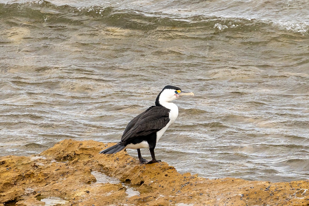 Pied Cormorant - ML623794088