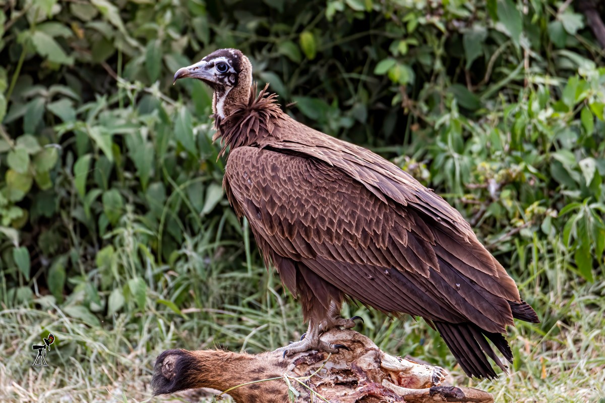 Hooded Vulture - ML623794101