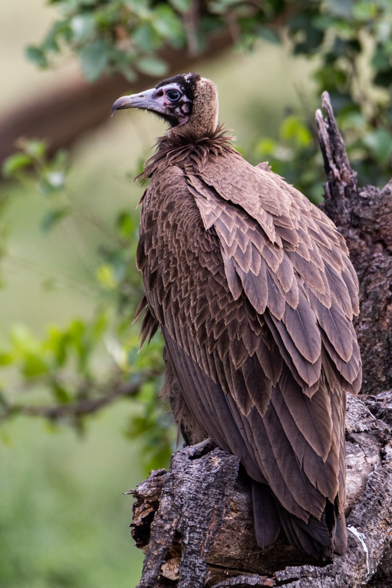 Hooded Vulture - ML623794102