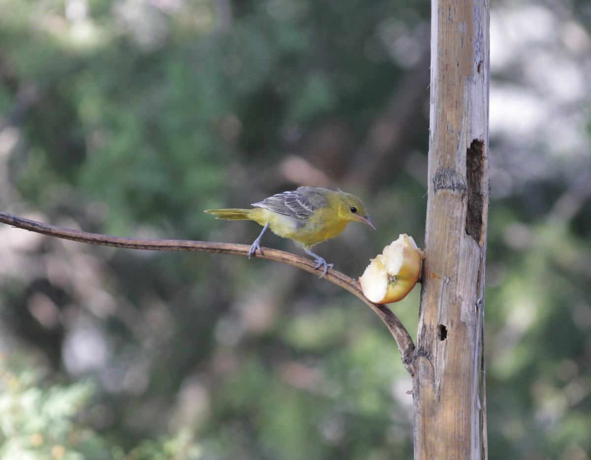 Hooded Oriole - ML623794107