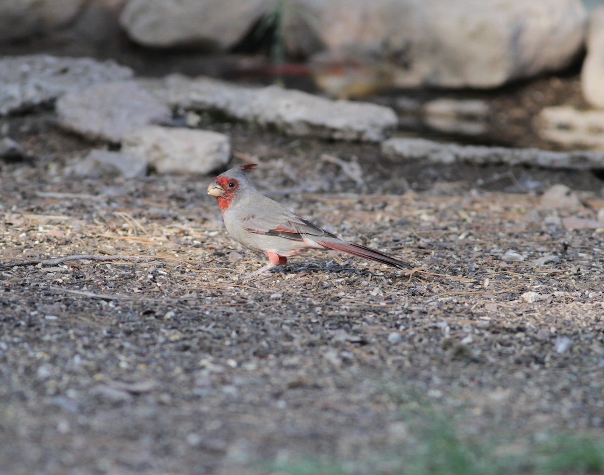 Pyrrhuloxia - ML623794119