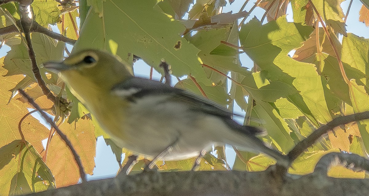 Yellow-throated Vireo - Mary Alice HAYWARD