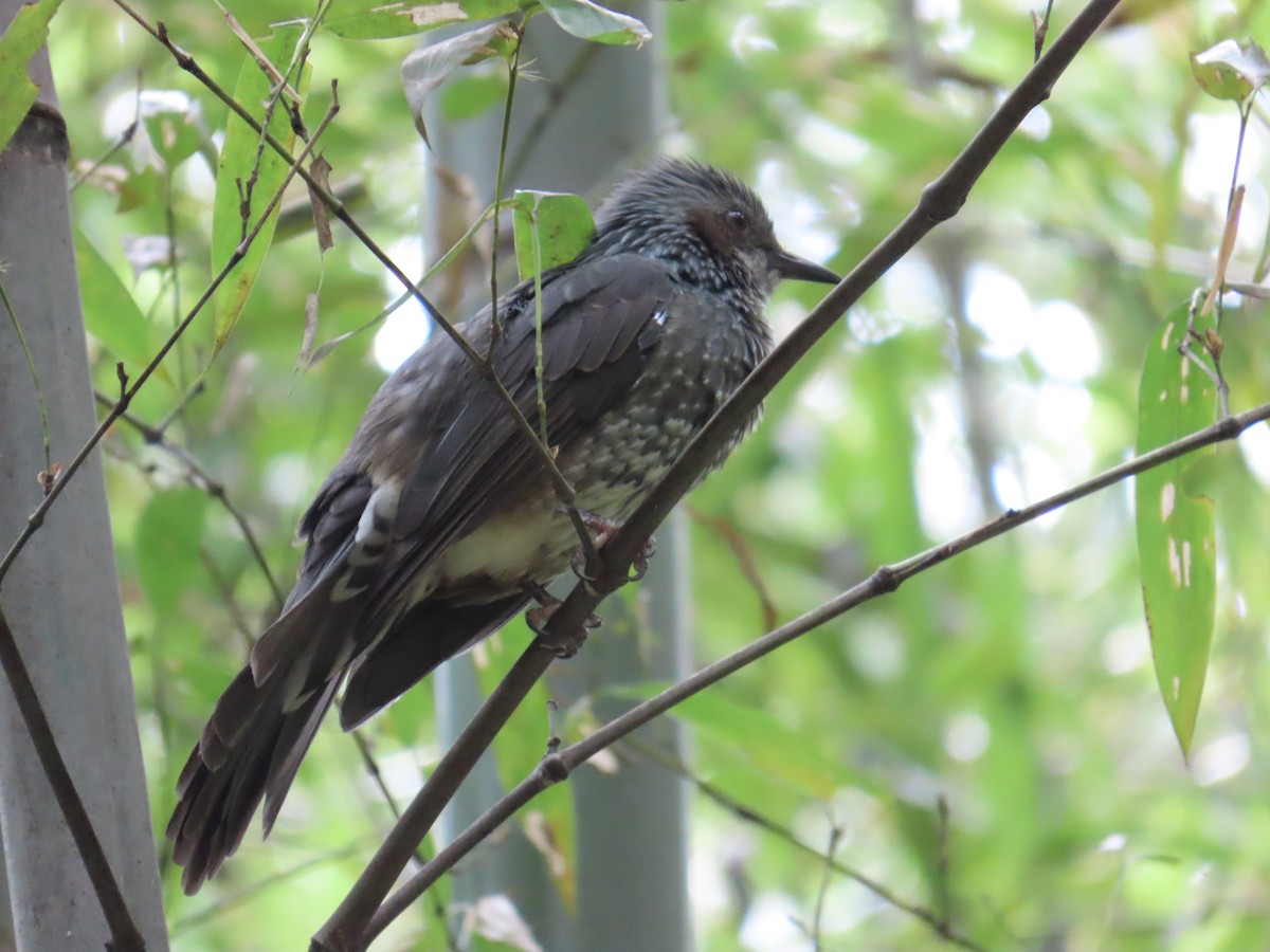 Brown-eared Bulbul - Latha Raghavendra