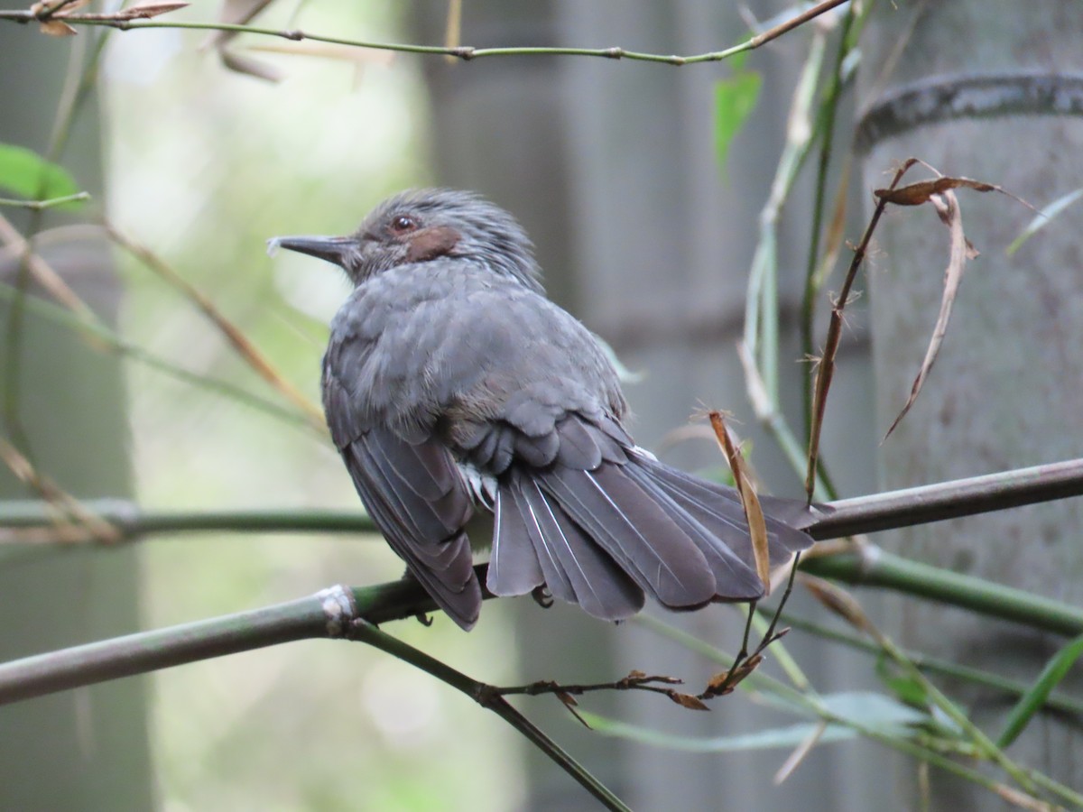 Bulbul à oreillons bruns - ML623794212