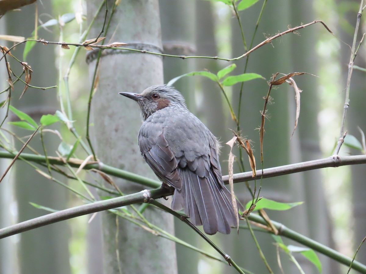 Bulbul à oreillons bruns - ML623794214