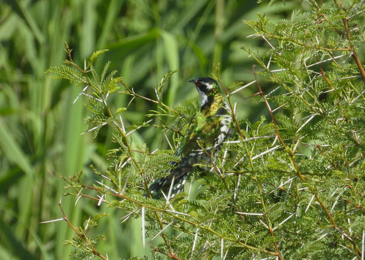 Dideric Cuckoo - Jack Morgan