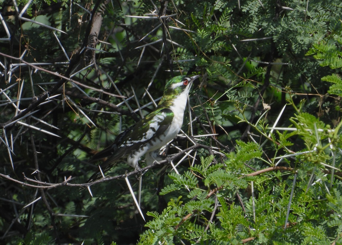 Dideric Cuckoo - ML623794221