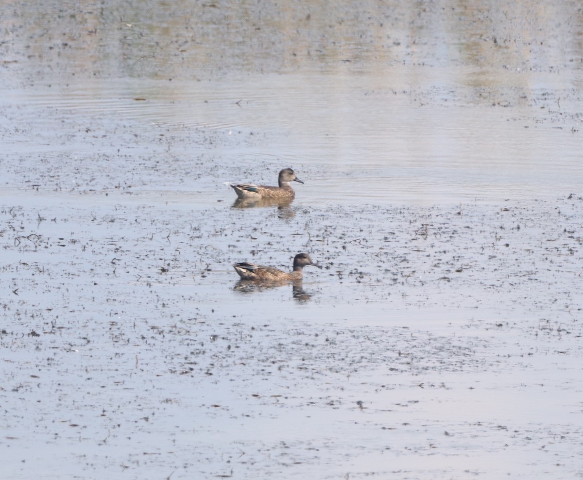 Gadwall - ML623794234