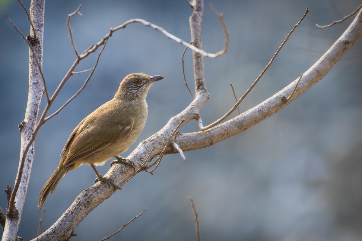 Streak-eared Bulbul - ML623794267