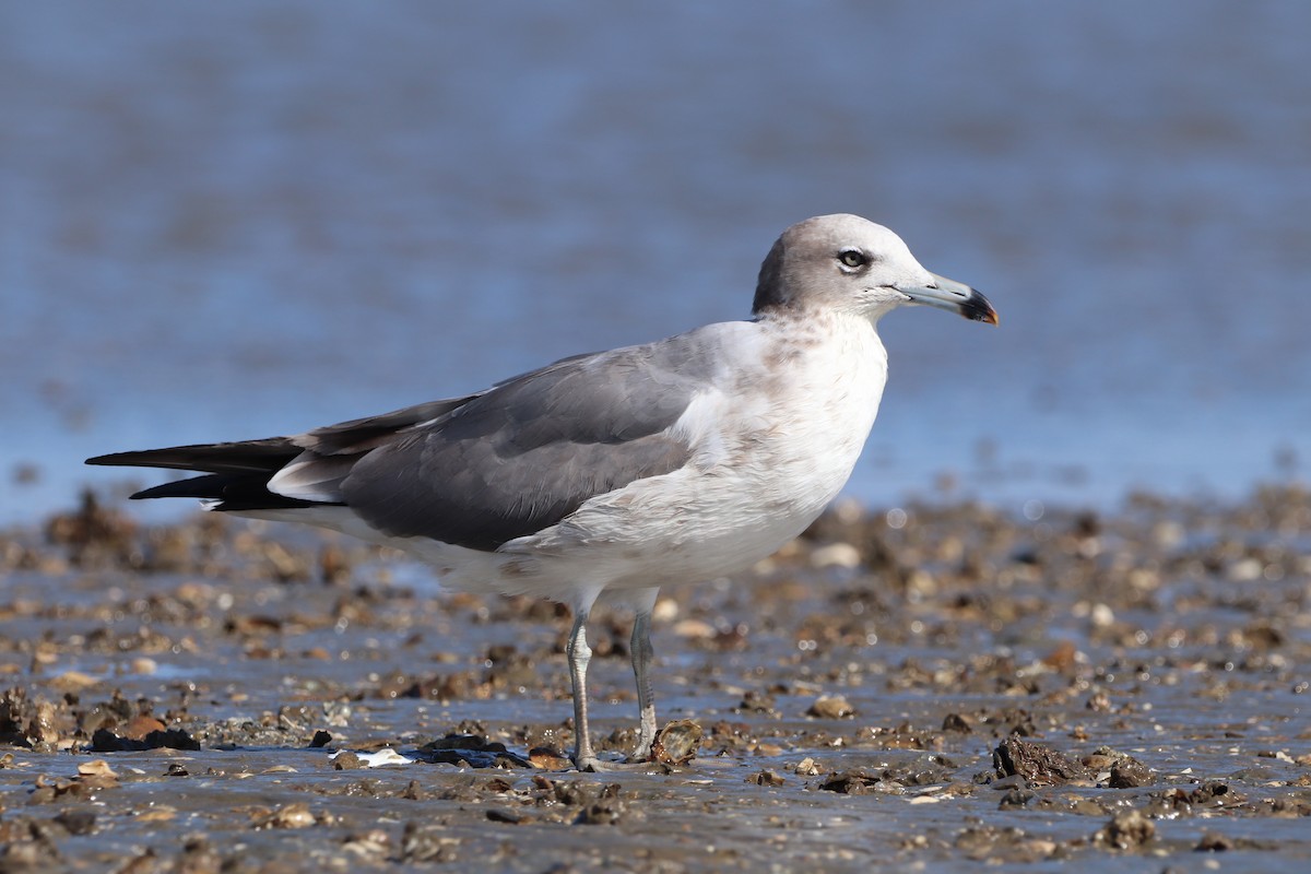 Black-tailed Gull - ML623794277