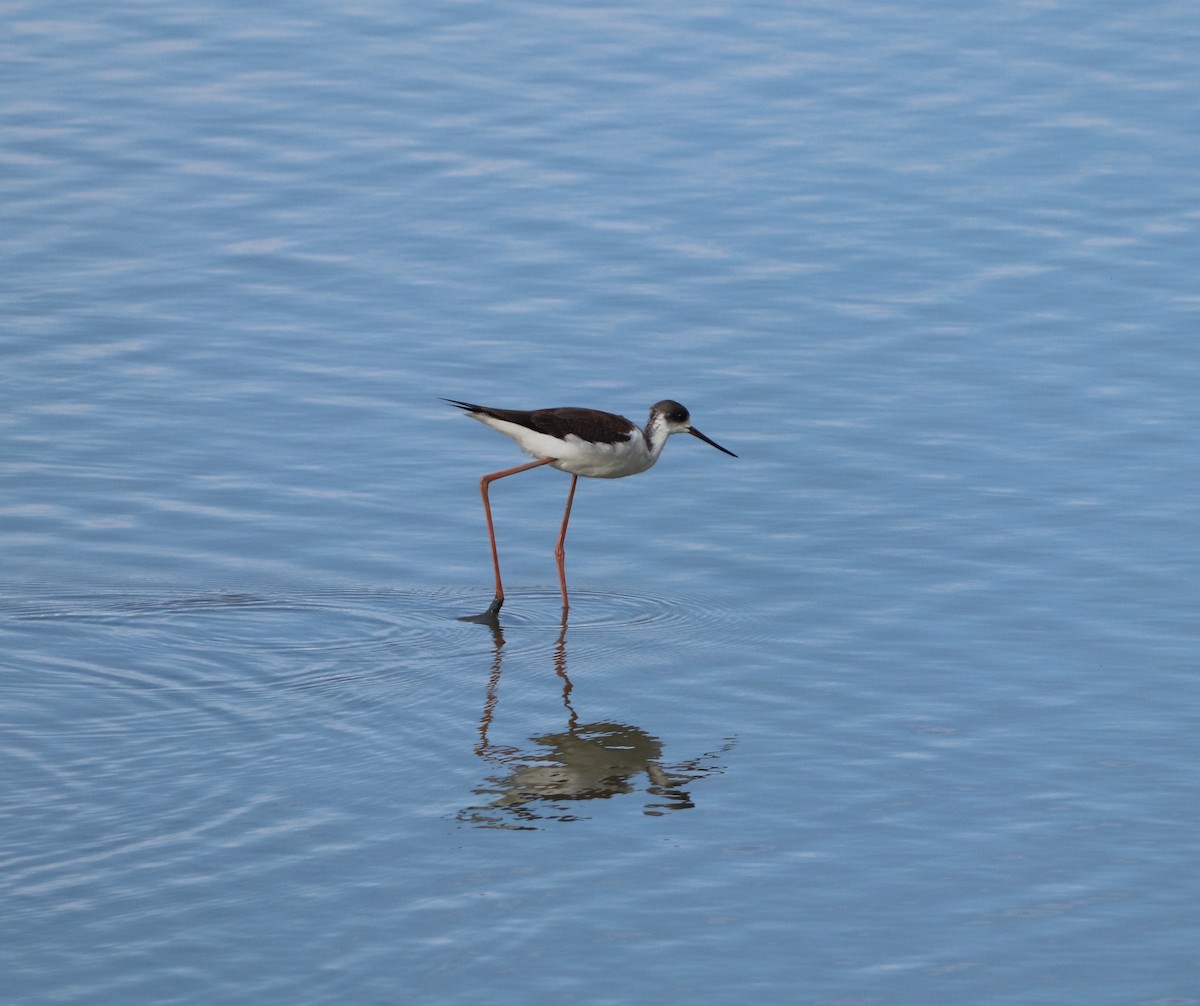 Black-winged Stilt - Herman Viviers