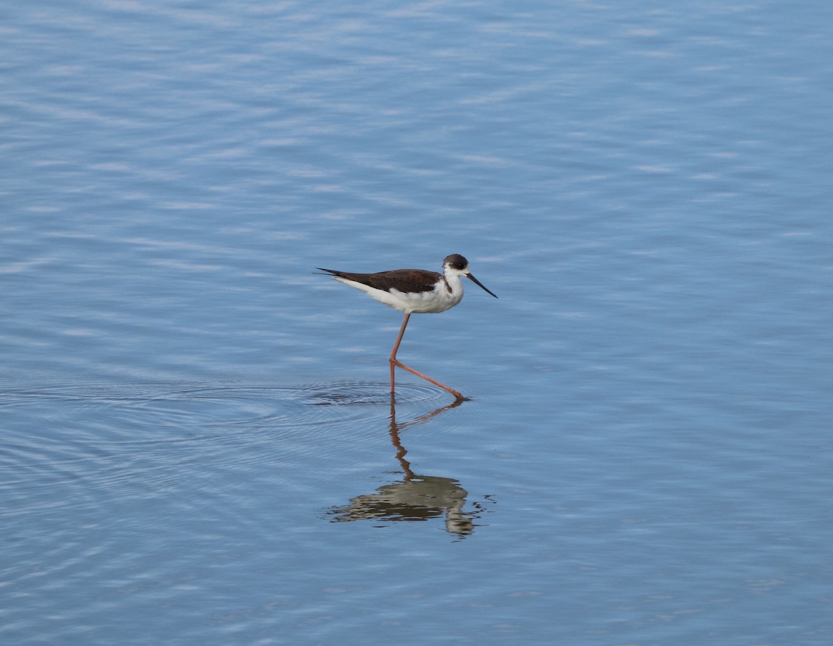 Black-winged Stilt - ML623794336