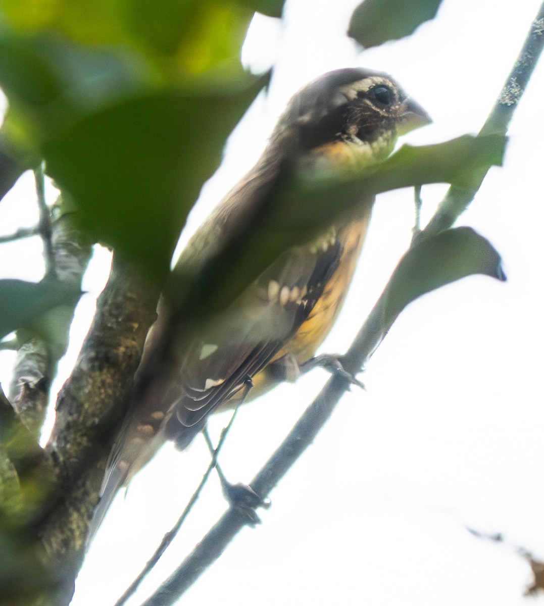 Rose-breasted Grosbeak - ML623794349