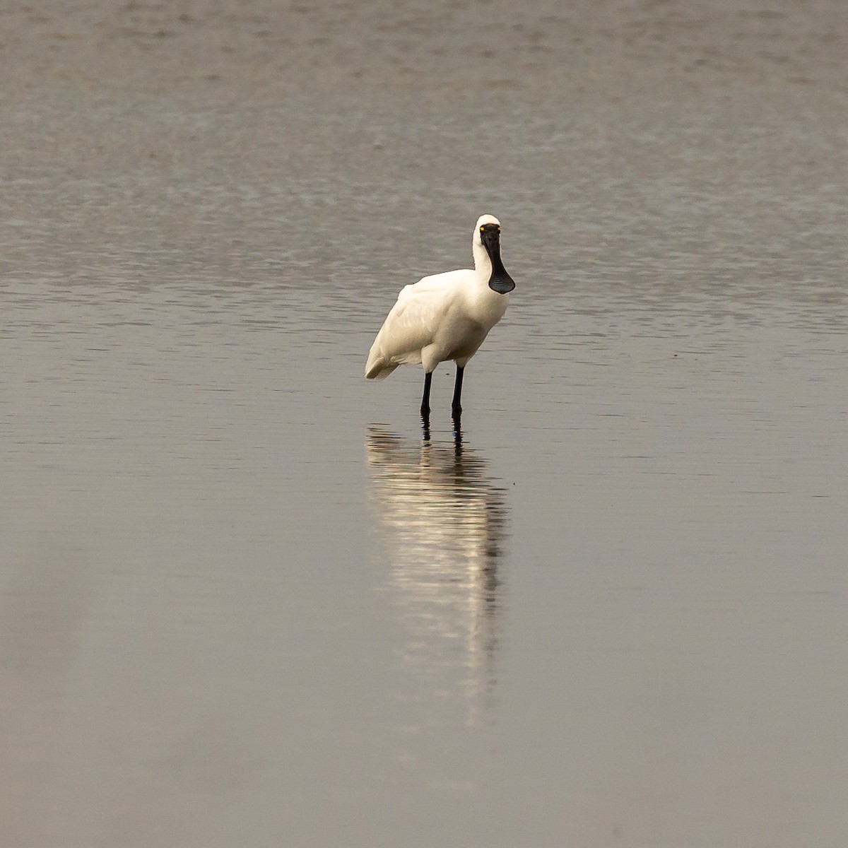 Royal Spoonbill - ML623794350