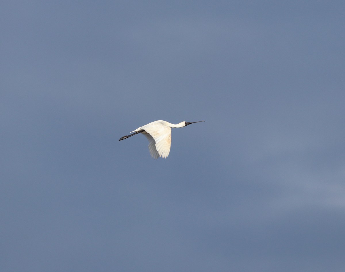 Black-faced Spoonbill - ML623794352