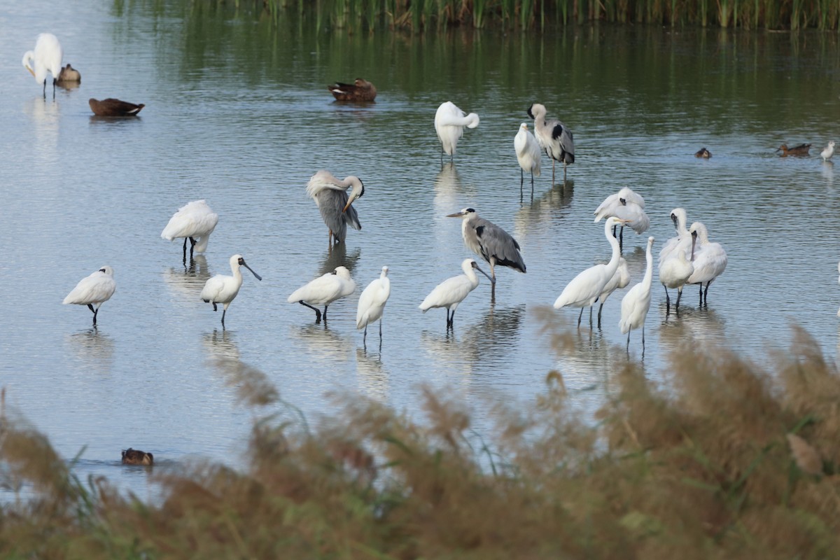 Black-faced Spoonbill - ML623794358