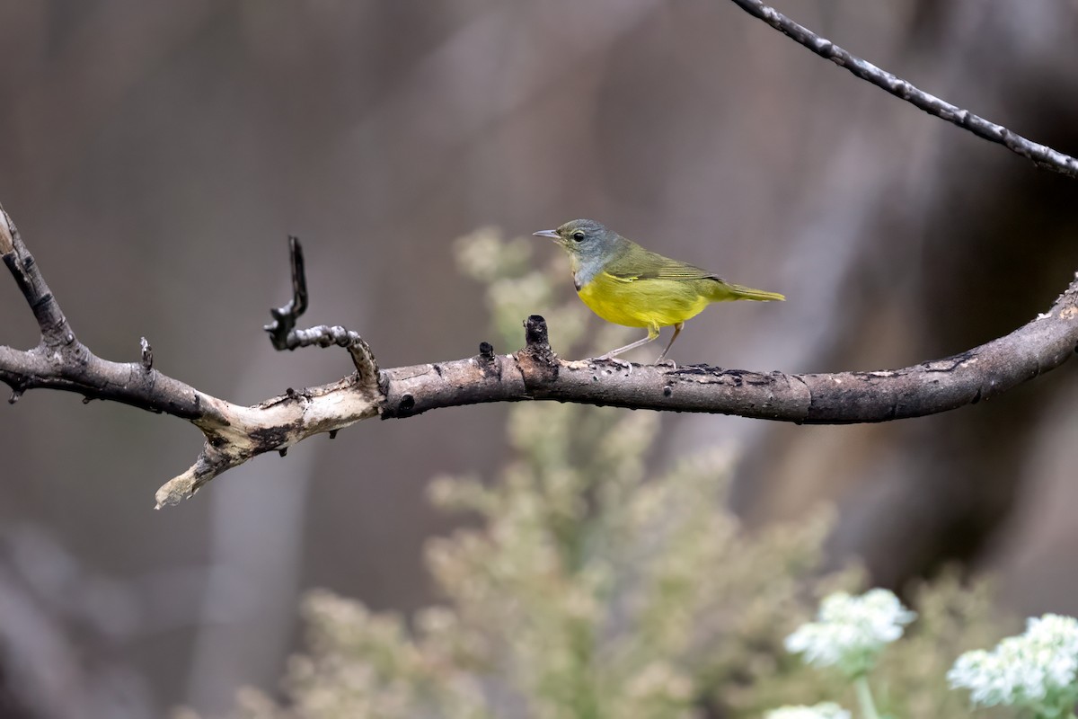 Mourning Warbler - ML623794391