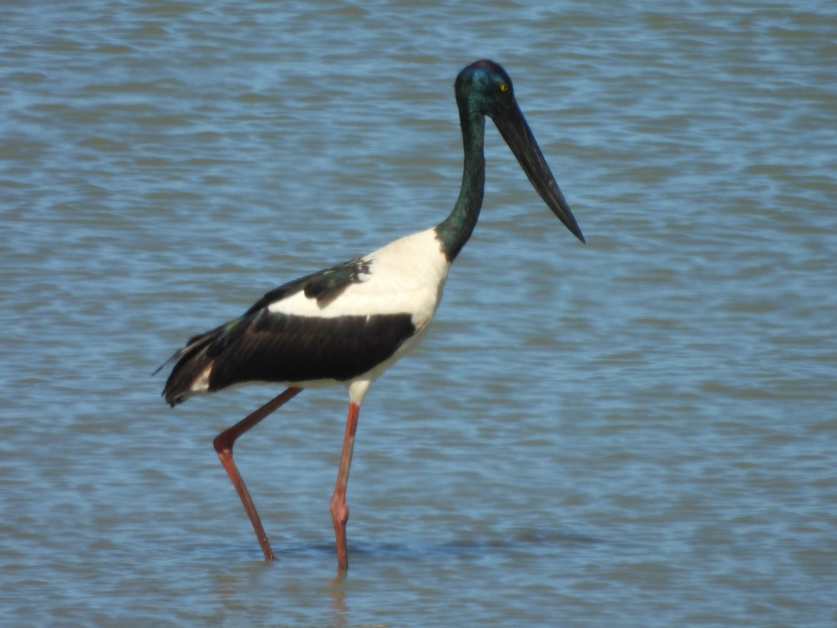 Black-necked Stork - ML623794431