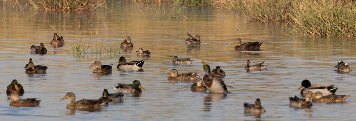 Green-winged Teal (American) - ML623794442