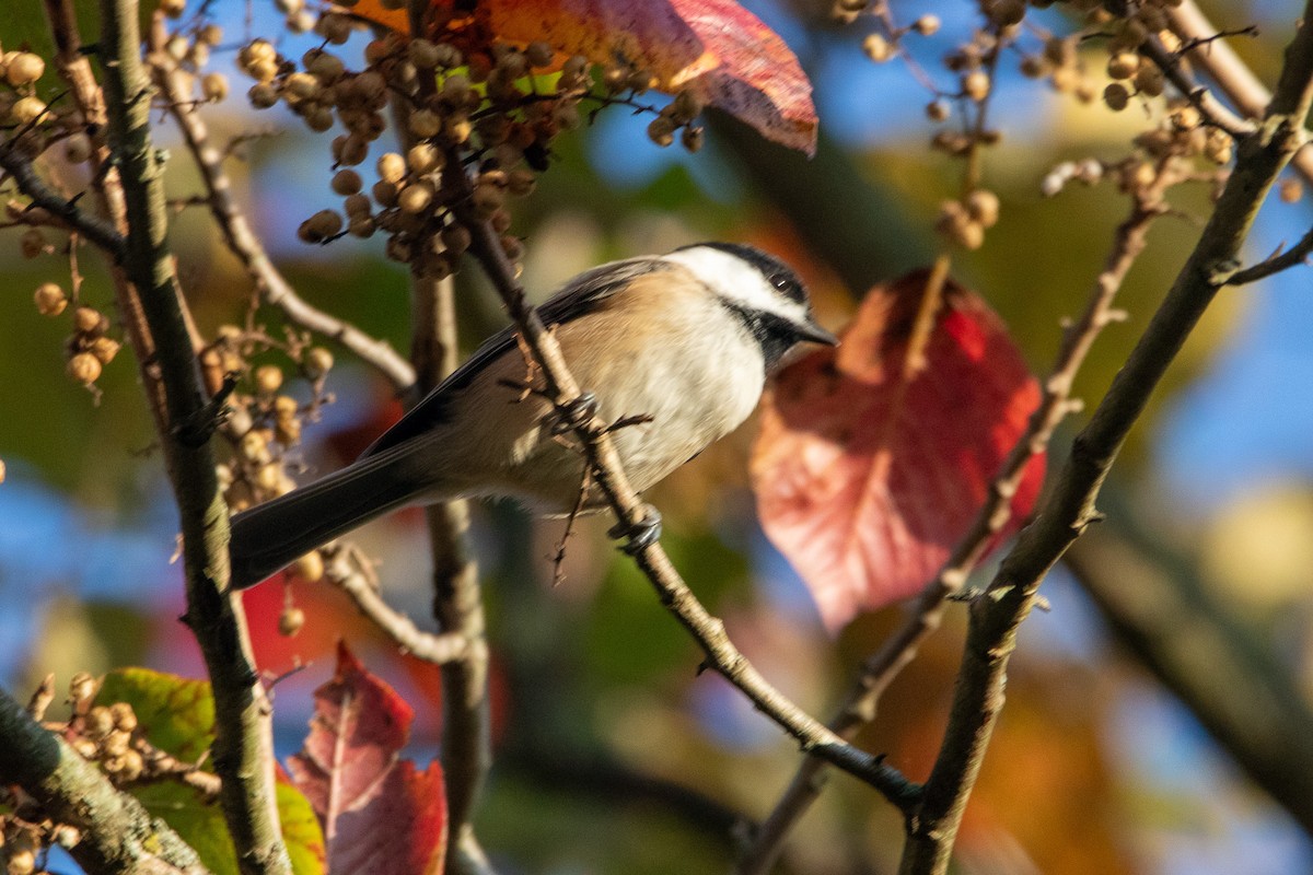 Carolina/Black-capped Chickadee - ML623794448