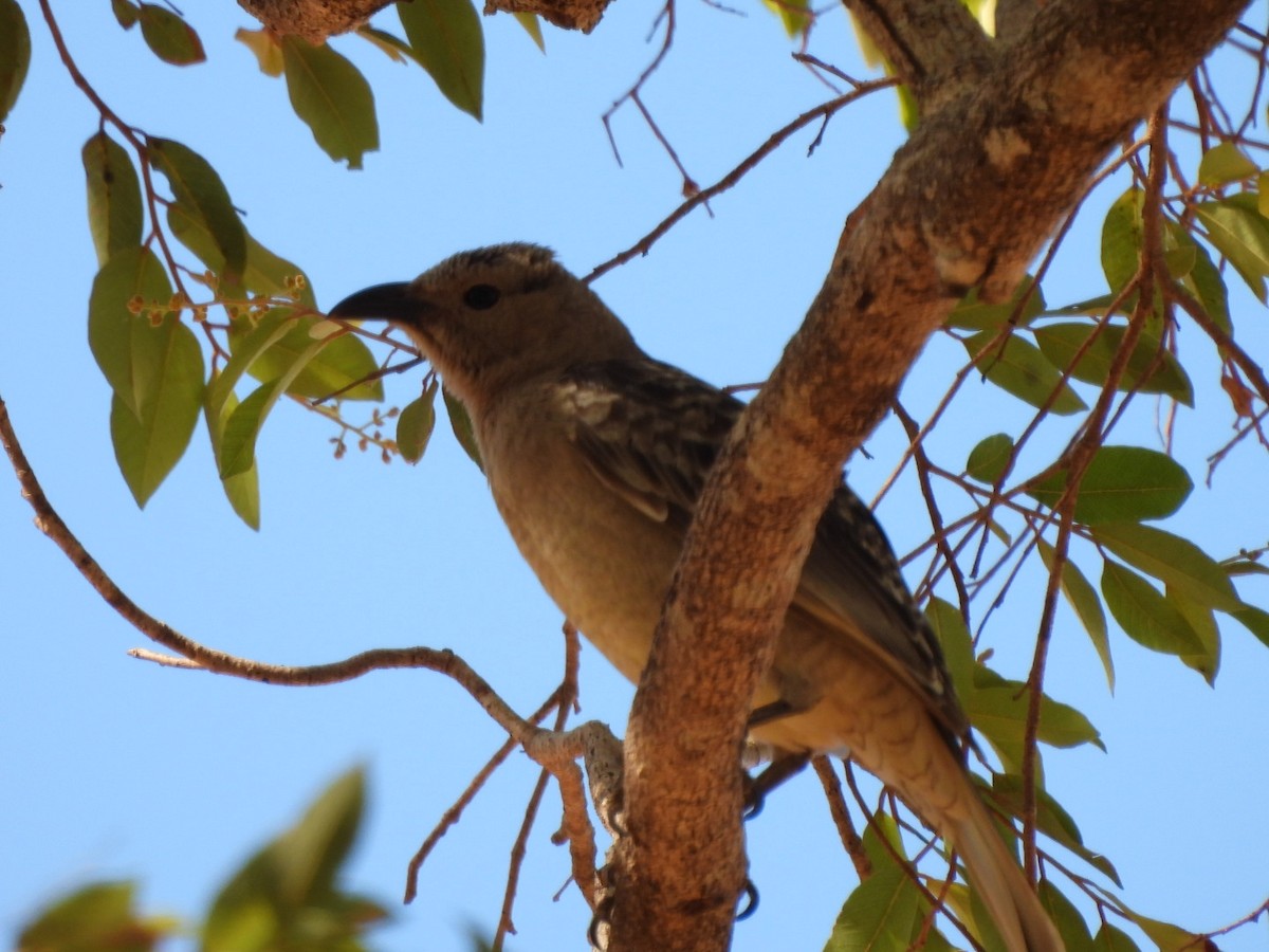 Great Bowerbird - ML623794454