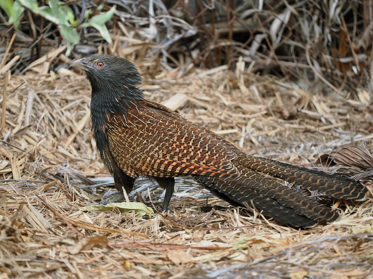 Pheasant Coucal - ML623794526