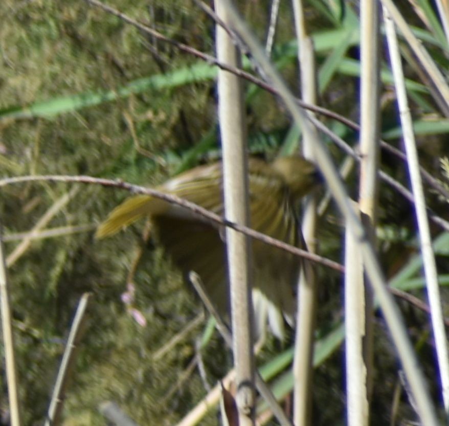 Black-headed Weaver - ML623794554