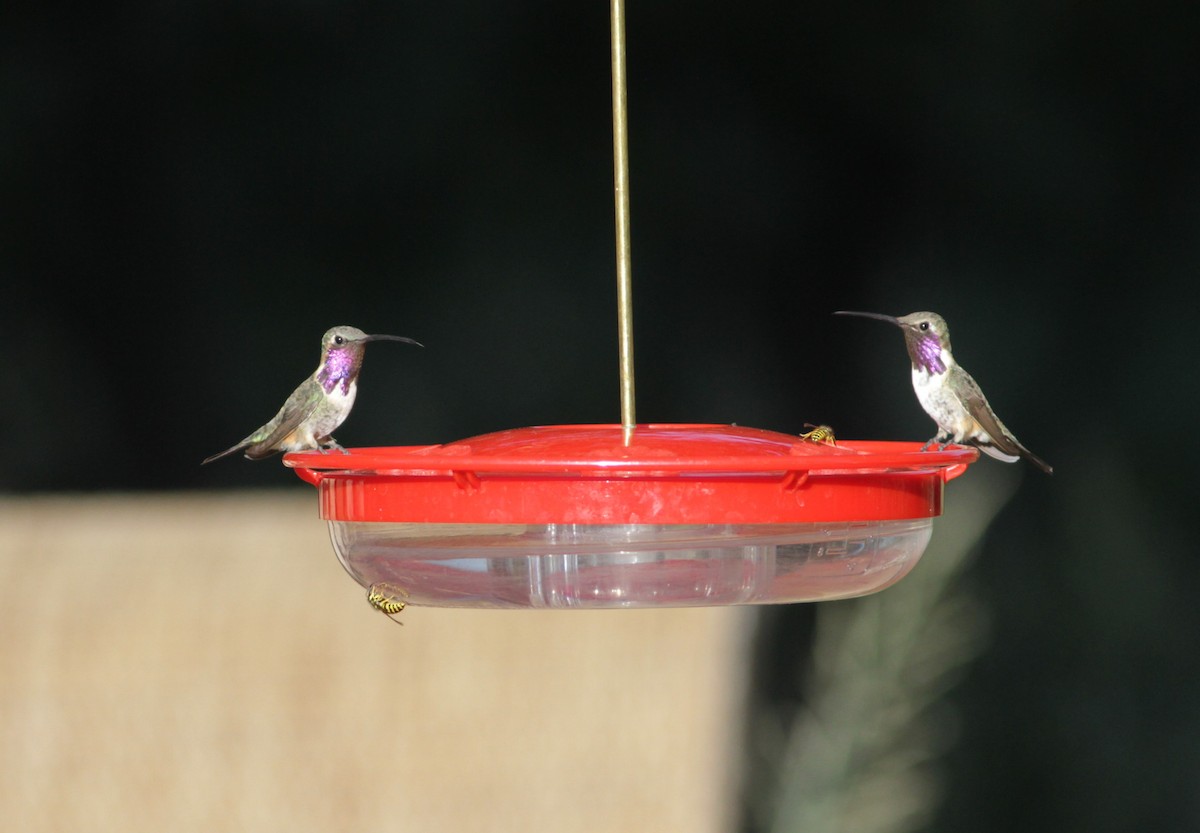 Lucifer Hummingbird - Marc North